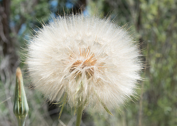 Wishes, New Mexico